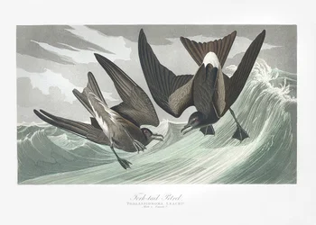 Fork-tailed Petrel From Birds of America (1827)