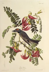 Gray Tyrant. From The Birds of America, 1827-1838