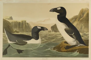 Great Auk
