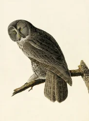 Great Cinereous Owl, Strix Nebulosa, from 