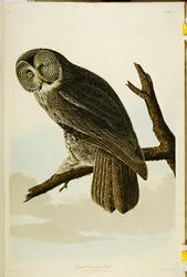 Great Cinereous Owl, from 