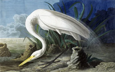 Great Egret, Casmerodius Albus, from The Birds of America
