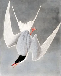 Great Tern, Sterna Hirundo, from The Birds of America