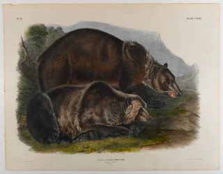 Grizzly bear