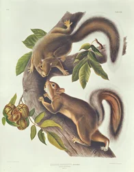 Hare Squirrel (Sciurus Leoporinus)