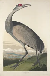 Hooping Crane