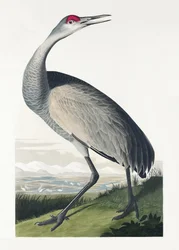 Hooping Crane from Birds of America (1827)