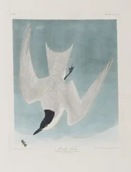 Illustration from 
