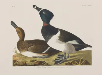 Illustration from 