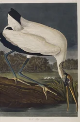 Illustration from 