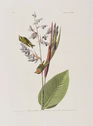 Illustration from 