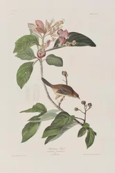 Illustration from 