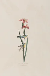 Illustration from 