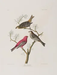 Illustration from 