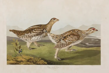 Illustration from 