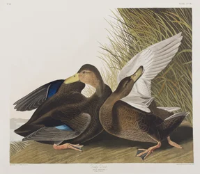Illustration from 