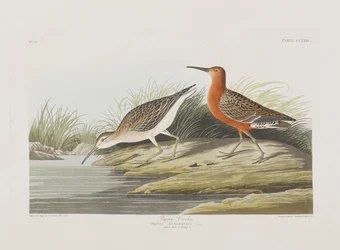 Illustration from 