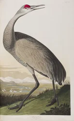 Illustration from 
