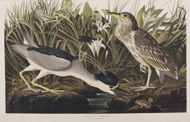 Illustration from 