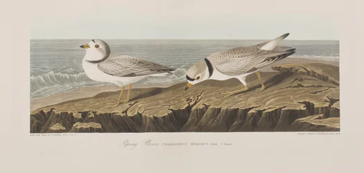 Illustration from 
