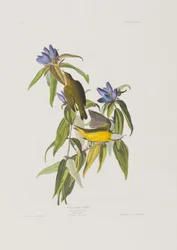 Illustration from 