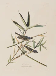 Illustration from 