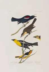 Illustration from 