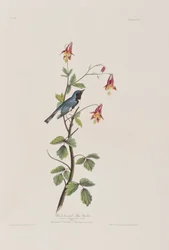 Illustration from 