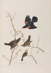 Illustration from 