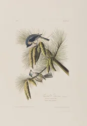 Illustration from 