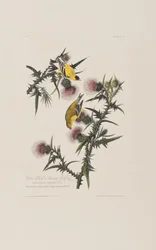 Illustration from 