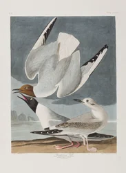 Illustration from 