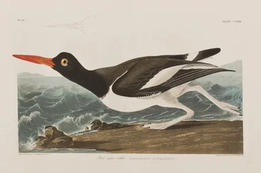 Illustration from 