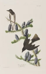 Illustration from 