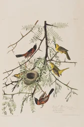 Illustration from 