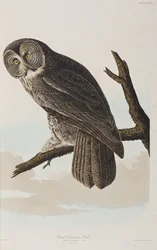 Illustration from 