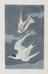 Illustration from 