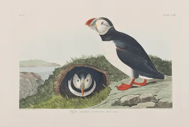 Illustration from 