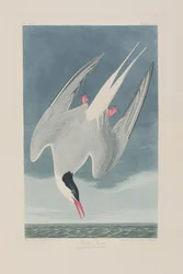 Illustration from 