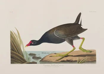 Illustration from 
