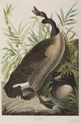 Illustration from 
