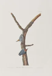Illustration from 