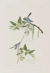 Illustration from 