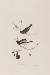 Illustration from 