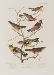 Illustration from 