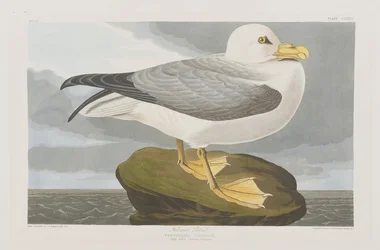 Illustration from 