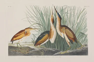 Illustration from 