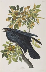 Illustration from 