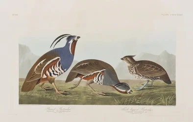 Illustration from 