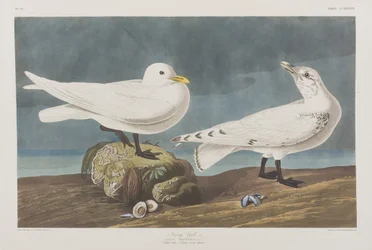 Illustration from 